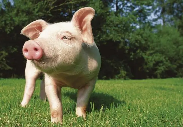 Программное обеспечение для распознавания лиц может помочь вымирающим приматам и замедлить незаконный оборот