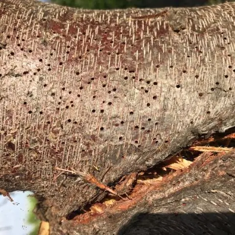 Растительные симбиозы -- хрупкие партнерские отношения