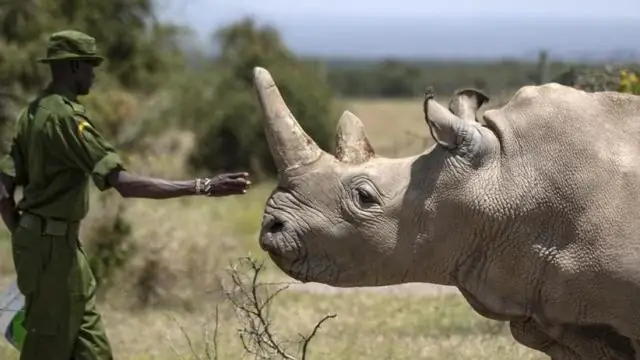 Неизбежное исчезновение северного белого носорога мотивирует усилия по генетическому восстановлению