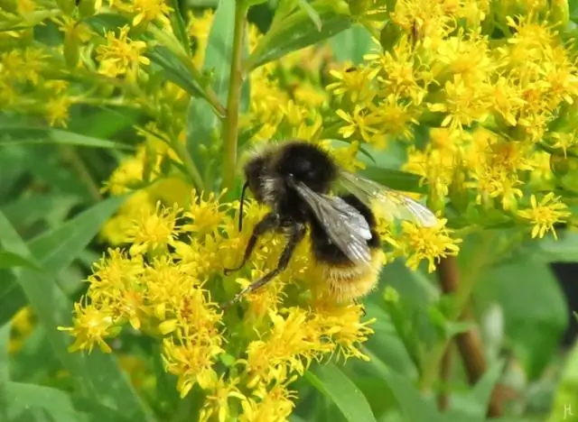 Шмелей смущают радужные цвета