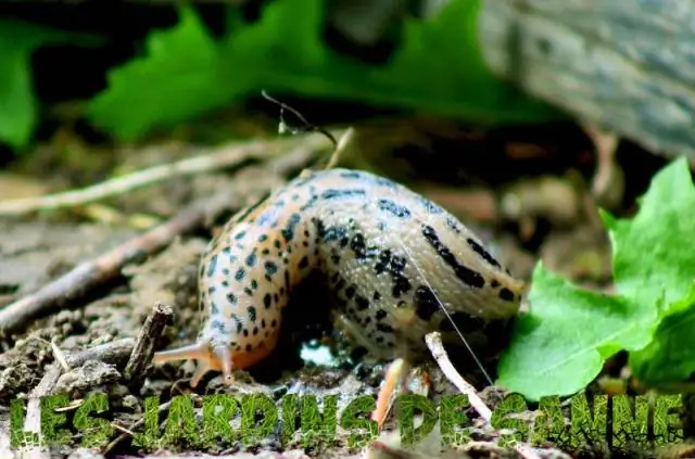 Насекомые-палочники, которые выживают, будучи съеденными птицами