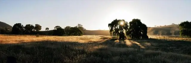 Высокие и старые амазонские леса более устойчивы к засухе