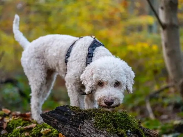 Вынюхивать настоящие трюфели