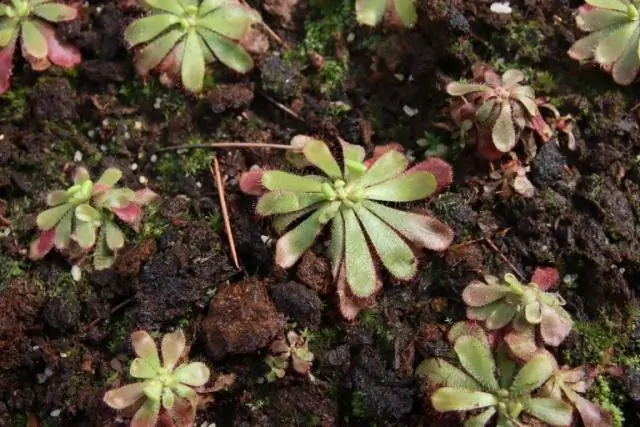 Покровные культуры редьки задерживают азот; следует загадка: исследователи стремятся улучшить качество воды, рост следующей культуры