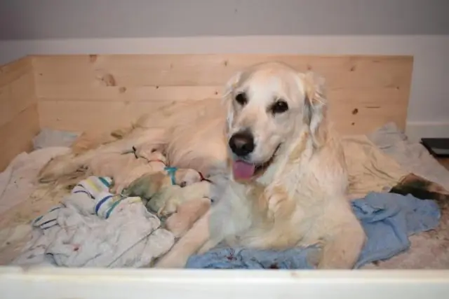 Жизнь быстро восстановилась на месте падения астероида, убившего динозавров