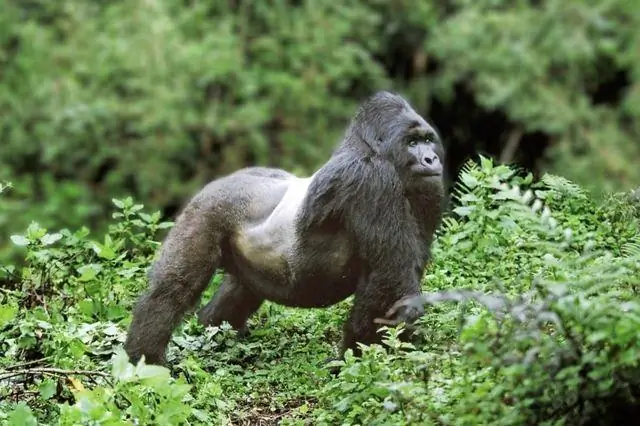 Число диких горных горилл превышает 1000: популяция горных горилл в вулканах Вирунга увеличилась более чем вдвое за последние три десятилетия