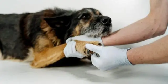 Исследование сельскохозяйственных животных может помочь в лечении устойчивых к лекарствам бактерий