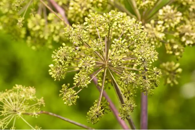 Как капли яда гадюки наносят смертельный удар: ученые провели инвентаризацию гликанов в яде южноамериканских гадюк