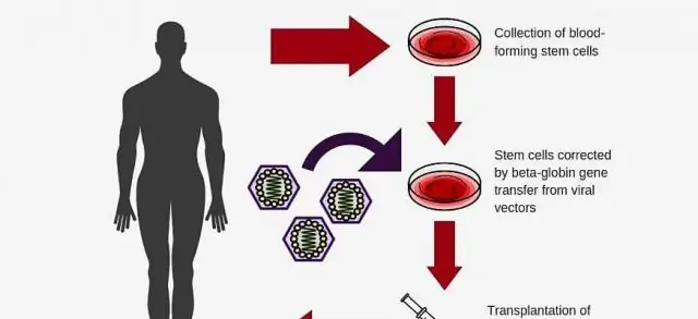 Новый ген в эритроцитах может помочь взрослым тритонам регенерировать конечности: Эритроциты, экспрессирующие новый ген, могут способствовать регенерации конечностей взрослых тритонов