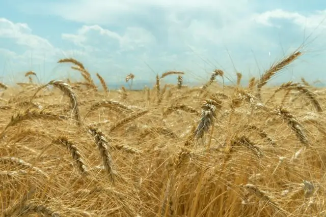 К истокам сельского хозяйства исследователи открывают новые зацепки