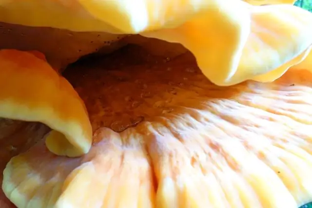 Редкие водные жуки: модели распределения видов определяют полевые исследования