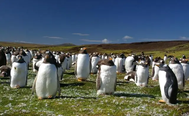 Древняя Гренландия была намного теплее, чем считалось ранее: новые знания помогают исследователям понять, как ледяной щит Гренландии реагирует на потепление
