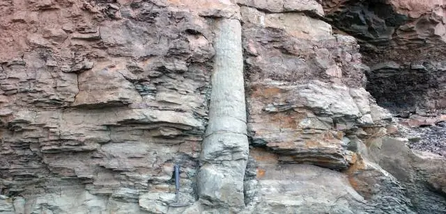 Окаменелости Красного прилива указывают на наводнение Юрского периода