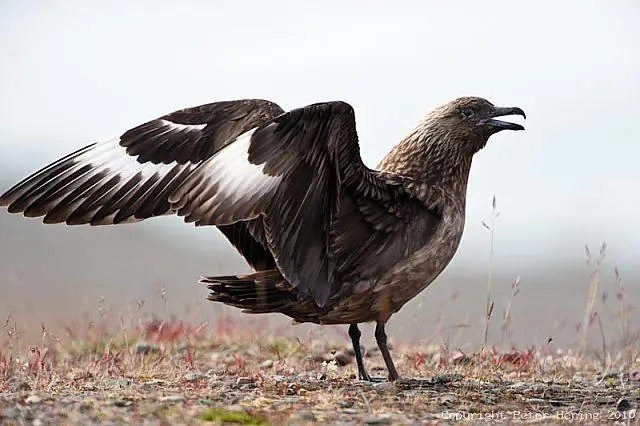 Крупные изверженные провинции способствуют повышению и понижению содержания углекислого газа в атмосфере