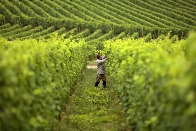 Как патогены влияют на миграцию птиц