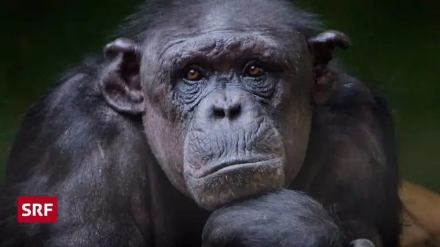 Ученые заставили обычных пчел вести себя как «пчелы-убийцы»