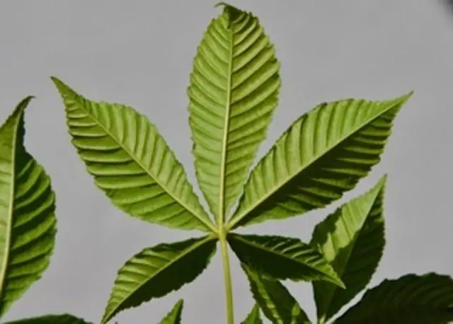 Недавно обнаруженный процесс регуляции объясняет развитие растений