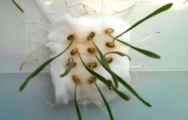 Органическое средство от насекомых для сельского хозяйства: биоразлагаемые средства защиты растений без рисков и побочных эффектов