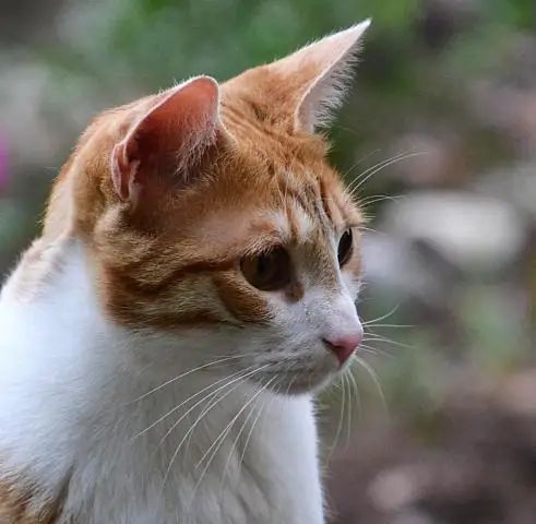 Партнер из водорослей реагирует на стрессы, связанные с изменением климата, сильнее, чем коралловый хозяин