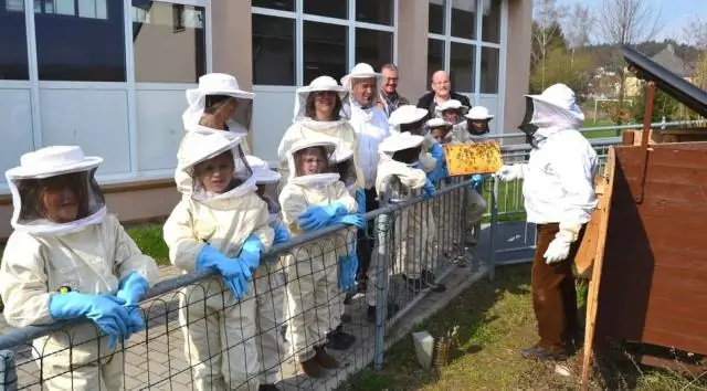 Пчелы понимают концепцию нуля