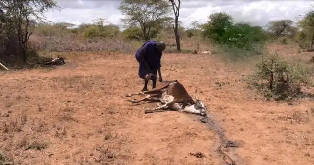 Крупный рогатый скот, овцы и козы могут передавать лептоспироз людям в Танзании