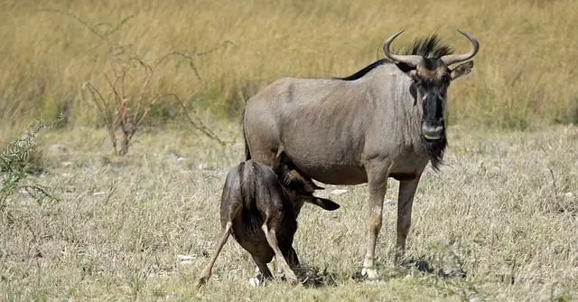 Крупный рогатый скот может распространять лептоспироз в Африке, показывают исследования