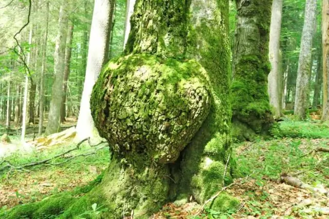 Популяции широко распространенных видов деревьев по-разному реагируют на изменение климата