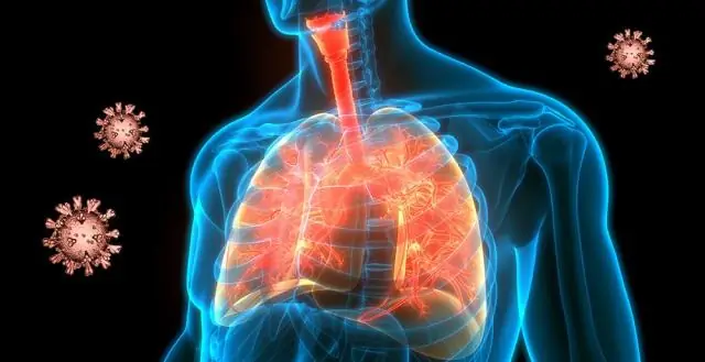 Новое понимание того, почему болезнь Пирса так смертельна для виноградной лозы: исследования могут помочь диагностировать заболевание на ранней стадии и улучшить здоровье растений