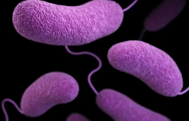 Устойчивые к колистину бактерии с множественной лекарственной устойчивостью широко распространены в сельской местности Вьетнама