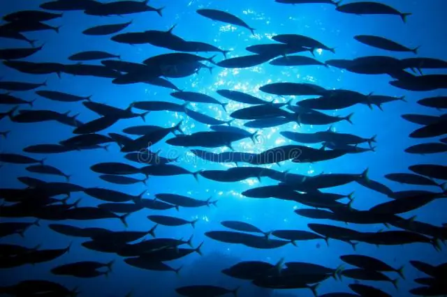 Выявлены дополнительные факторы деоксигенации океана: океанографы GEOMAR выявили пробелы в расчетах предыдущих моделей