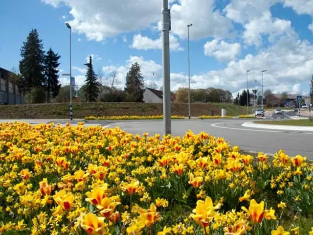 Производя кислород, которым мы дышим, раскрыт механизм фотосинтеза