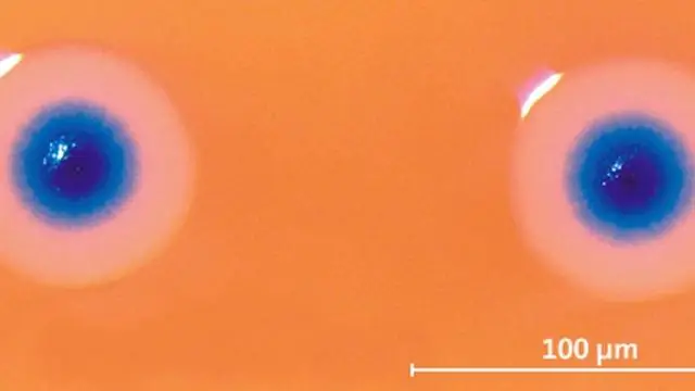 Citizen science: мощный инструмент для борьбы с инвазивными гигантскими слизнями