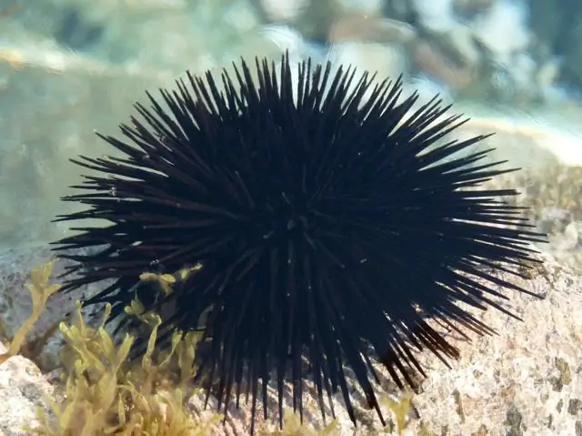 Морские ежи видят ногами