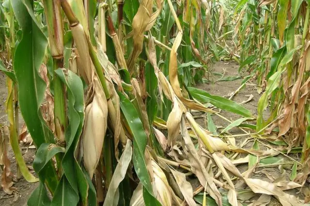 Кукуруза с высоким содержанием белка также устойчива к сорнякам-паразитам: производители и общество могут извлечь выгоду из повышения продовольственной безопасности