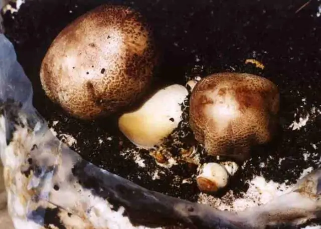 Смертельно опасный грибок впервые обнаружен у находящихся под угрозой исчезновения видов земноводных