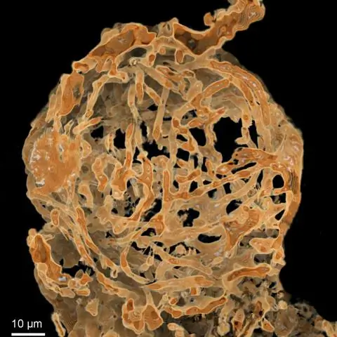 На 100 миллионов лет янтарь замораживает картину худшего дня клеща