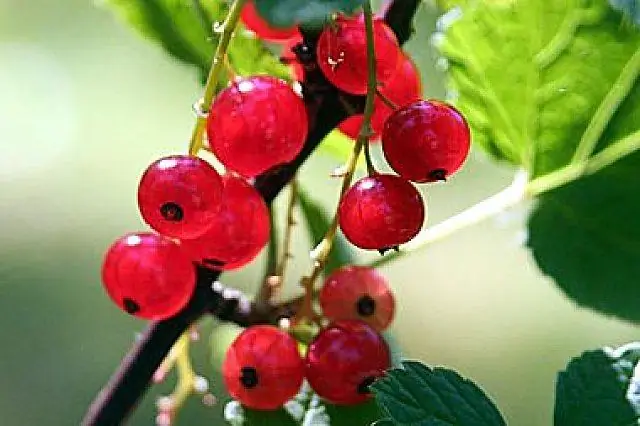 Пестициды, разрушающие эндокринную систему, нарушают размножение лягушек