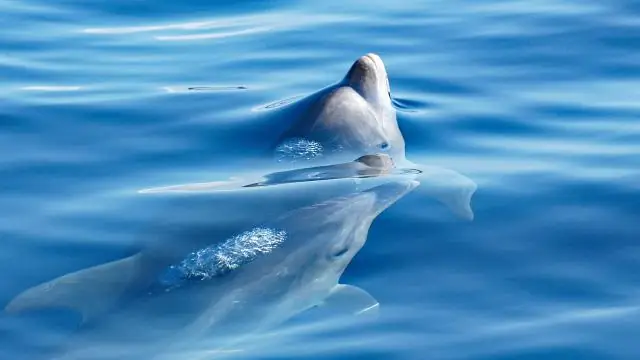 Обнаружен новый тип фотосинтеза