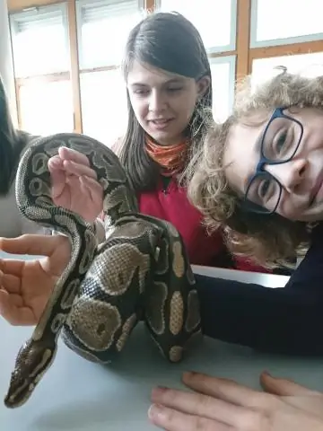 Обнаружено пять новых видов змей, сосущих улиток: исследование также представляет новое древо жизни для различных групп