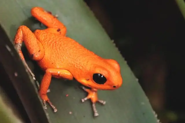 Брромелиевые способствуют размножению комаров в Майами