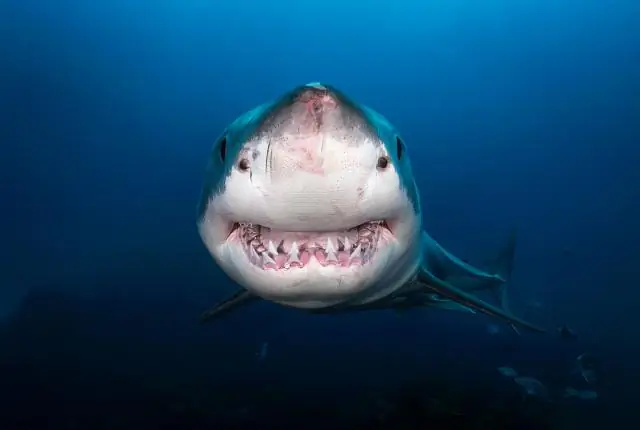 Большие белые акулы глубоко ныряют в теплые водовороты Атлантики