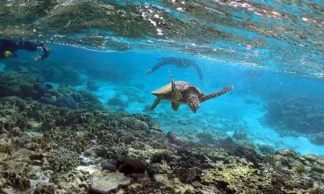 Повышение температуры моря угрожает выживанию молодых альбатросов