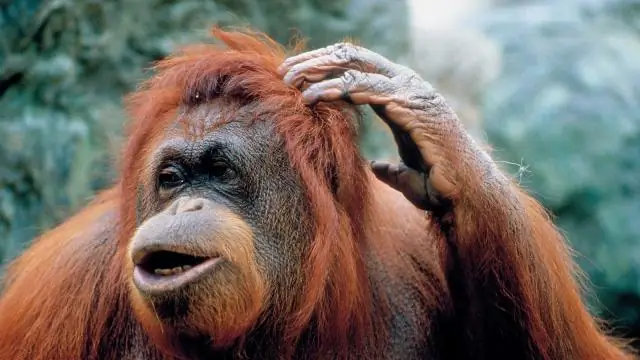 Являются ли более умные животные большими нарушителями спокойствия?