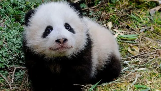 22 000-летняя панда из пещеры в Южном Китае принадлежит к отдельной, давно утраченной линии