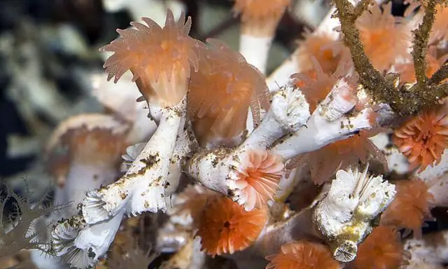 Изменение климата превзойдет землепользование и станет серьезной угрозой глобальному биоразнообразию