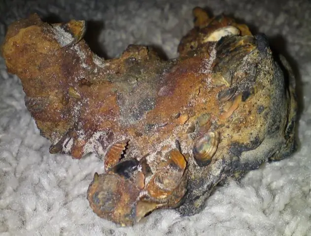 Странное ископаемое существо, похожее на губку, жившее полмиллиарда лет назад