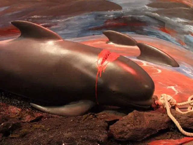 У белух чувствительный слух, небольшие возрастные потери