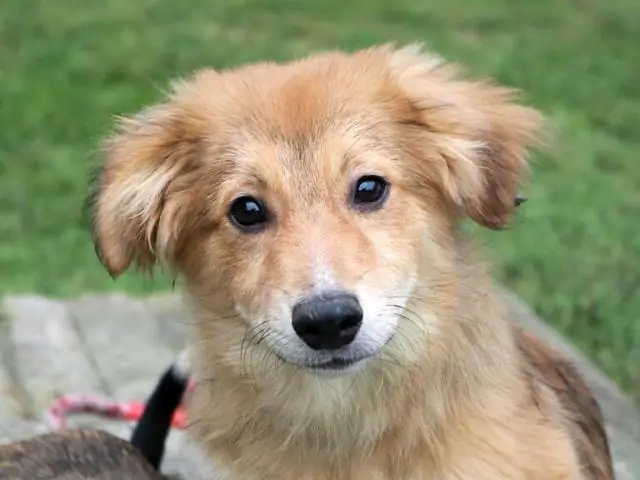 Собаки понимают, что написано у вас на лице