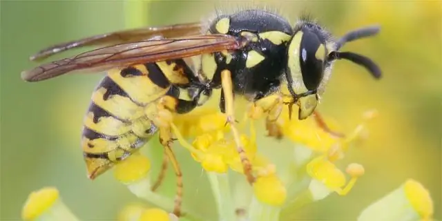 Люди, которым вегетарианство угрожает, с большей вероятностью будут меньше заботиться о животных