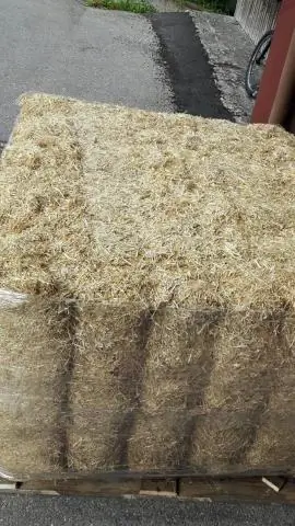 Свиньи с отредактированными генами устойчивы к вирусу на миллиард долларов